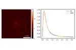 Phase function estimation from a diffuse optical image via deep learning