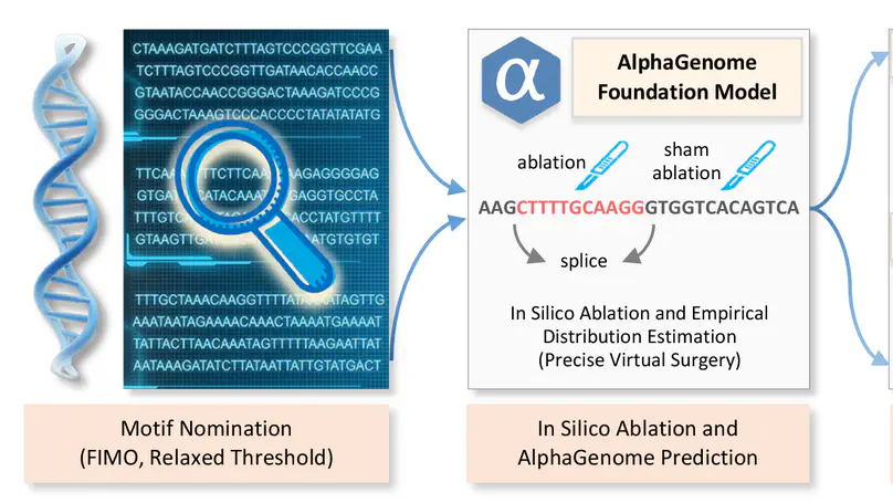 Functional motif detection via in silico ablation using AlphaGenome