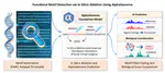 Functional motif detection via in silico ablation using AlphaGenome